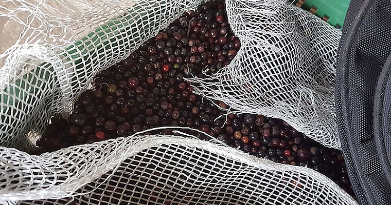 Productores asociados les sacan más provecho a los cultivos de agraz