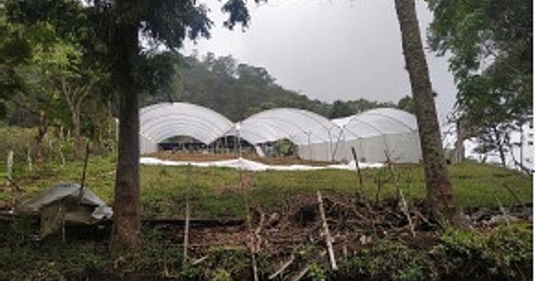 Cultivos de mora en macrotúneles se protegerían de plagas y enfermedades