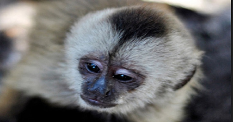 Guía de mamíferos promueve ecoturismo en Guaviare