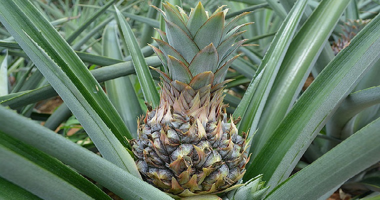 Tras las causas del mal de cintura en la piña