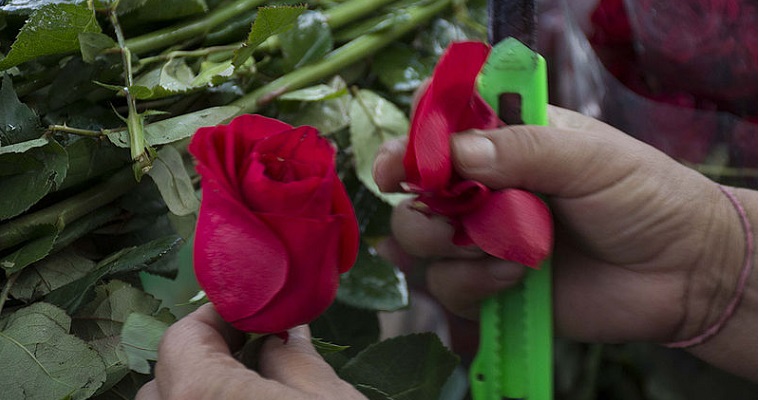 Rosas crecen más con aplicación regulada de hormona vegetal BAP