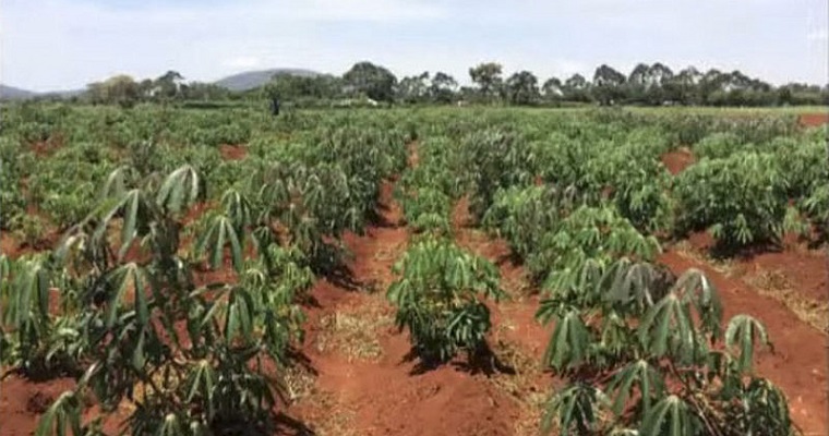Unión entre hongos y plantas ayudaría a incrementar producción de yuca