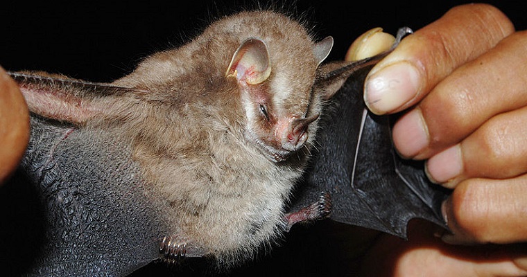 Vampyressa voragine, nueva especie descrita para Colombia