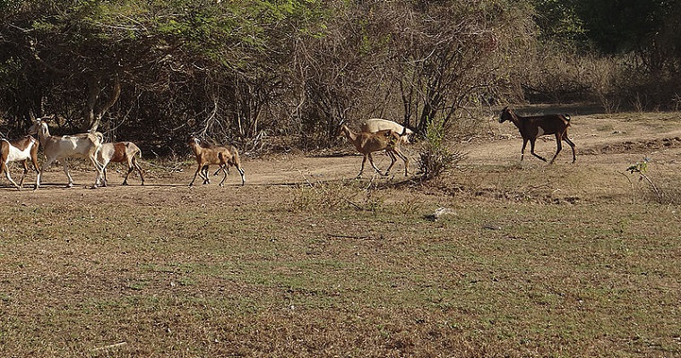 Desarrollo rural, apuesta de consejos comunitarios del Cesar frente a economía poscarbón