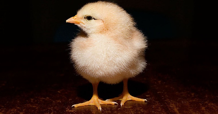 Ajo, orégano y tomillo, antibióticos naturales para aves de corral