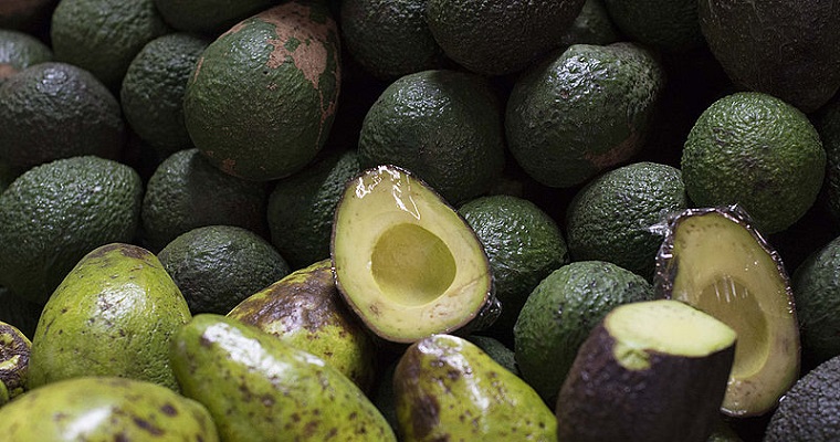 Aguacate criollo, con alta resistencia a hongo que pudre la raíz