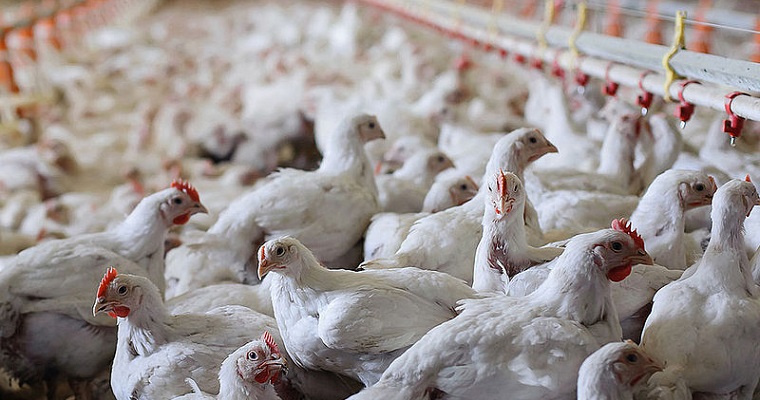 Bacilos y orégano, mejores que los antibióticos para pollos de engorde