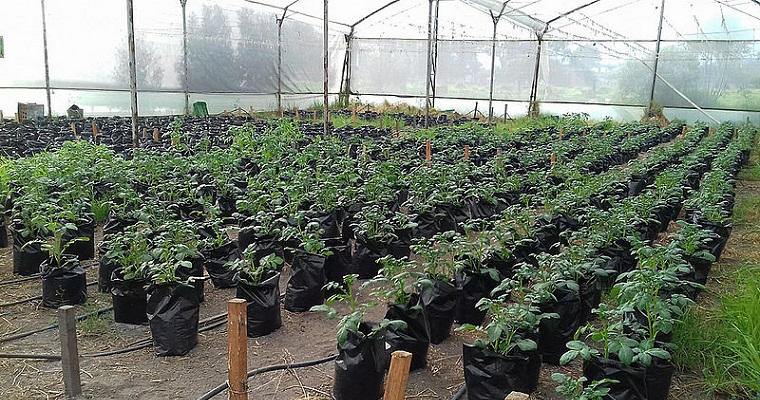 Papa resiste más la sequía con suplemento de calcio