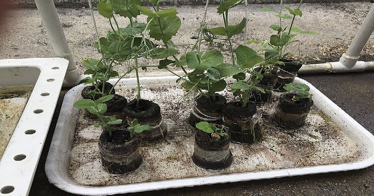 Arveja arbustiva, buena opción productiva en Nariño