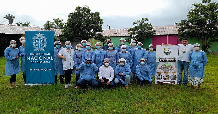 Excombatientes siembran paz con agroindustria de sacha inchi