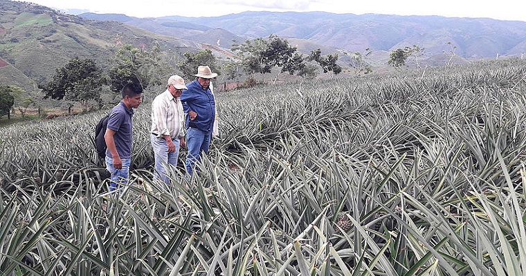 La hoja que revela el estado nutricional de la piña