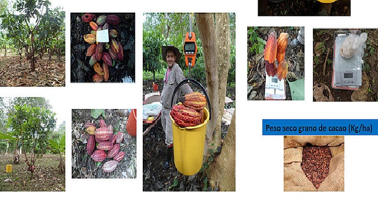 Cacao en tierra caliente crece más con poda y sombrío