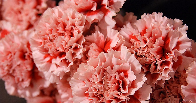 Bacterias marinas combatirían plagas en clavel y ñame