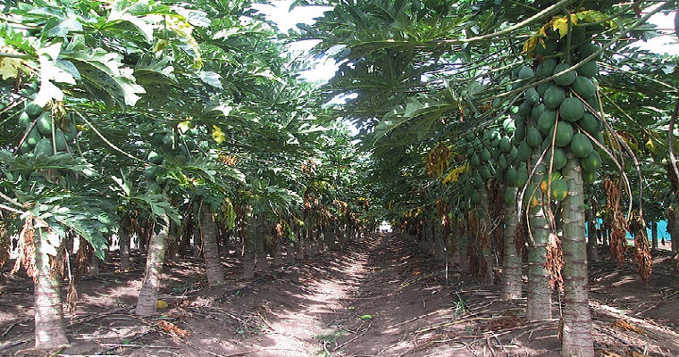 Ácaro reduciría hasta en 50 % rendimiento de la papaya