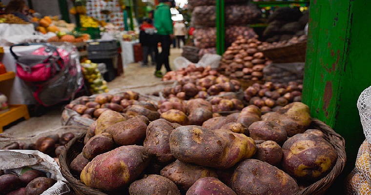 Aceite esencial de ajenjo combatiría gota de la papa