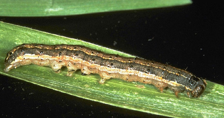 Extractos de caoba y andiroba controlarían plaga del maíz y del arroz