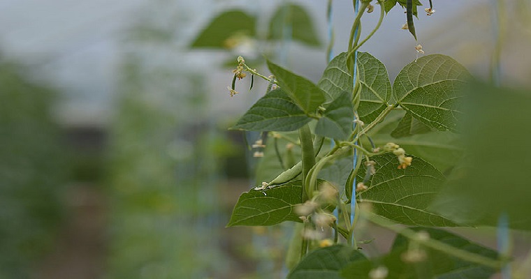 Genes del frijol común tolerarían altas temperaturas