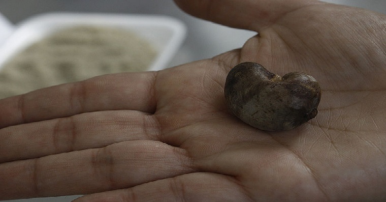 Sacha inchi, proteína para bebida funcional de mango y piña