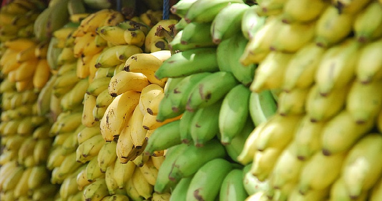Hongo letal, principal amenaza del banano Gros Michel en el Valle del Cauca