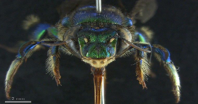 Identifican tres nuevas especies de abejas de las orquídeas