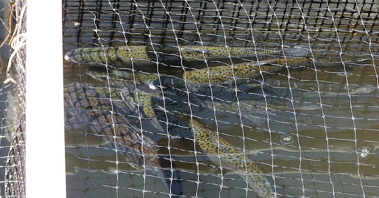 Polen mejoraría color de la carne de las truchas