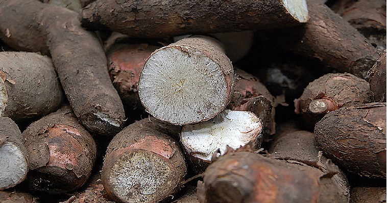 Proteína combatiría la bacteriosis vascular de la yuca