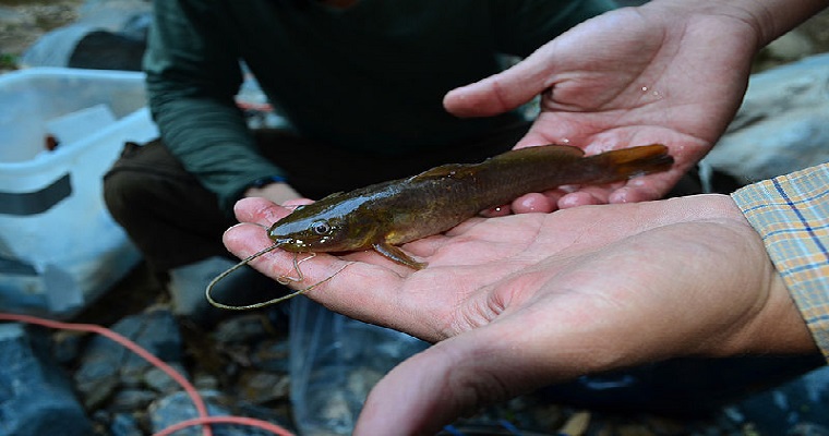 Endogamia amenaza diversidad de peces en Yotoco
