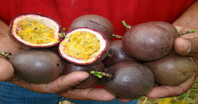 Gulupa y otras frutas exóticas se pueden mejorar para exportación