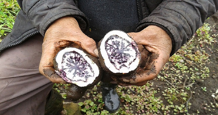 Agroecología renace en Boyacá para cultivar productos saludables