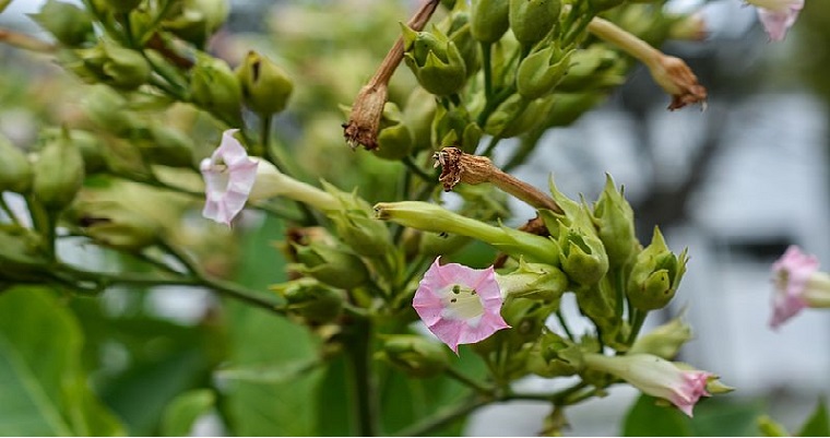 Agüita para el tabaco
