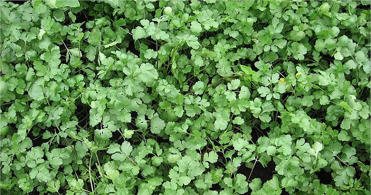 UNAL obtiene primer certificado de obtentor en variedad de cilantro