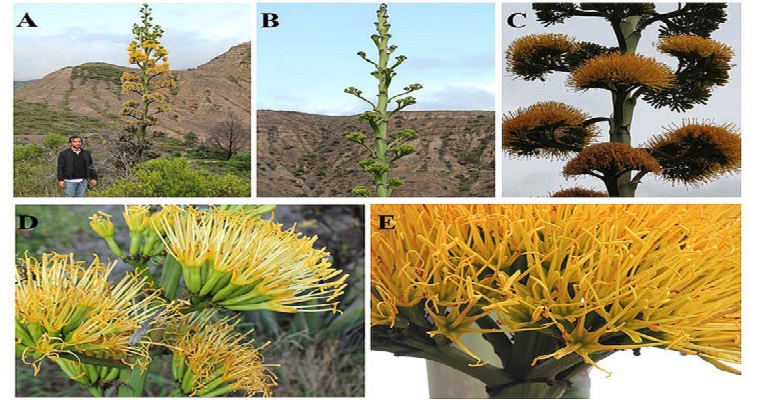 Agave también florece en Colombia