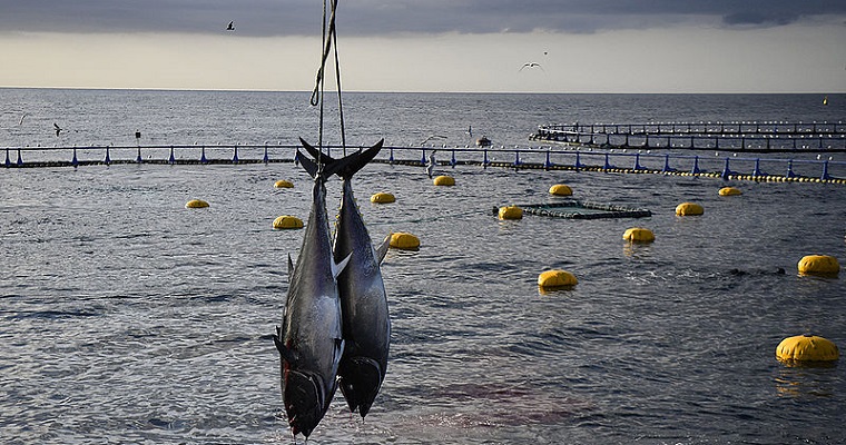 Estanques con más espacio inciden en crecimiento de los peces