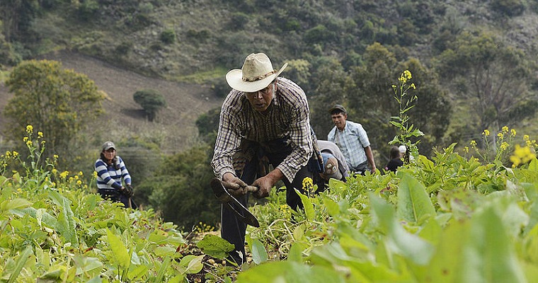 Cebolla larga se produce mejor con policultivos