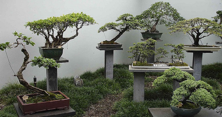 El arte del bonsái también se cultiva en la UNAL