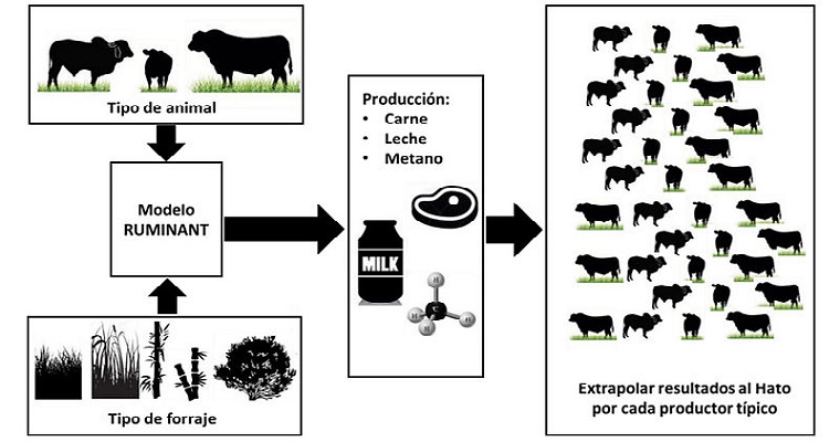 Cambios en la dieta bovina reduciría emisiones de metano