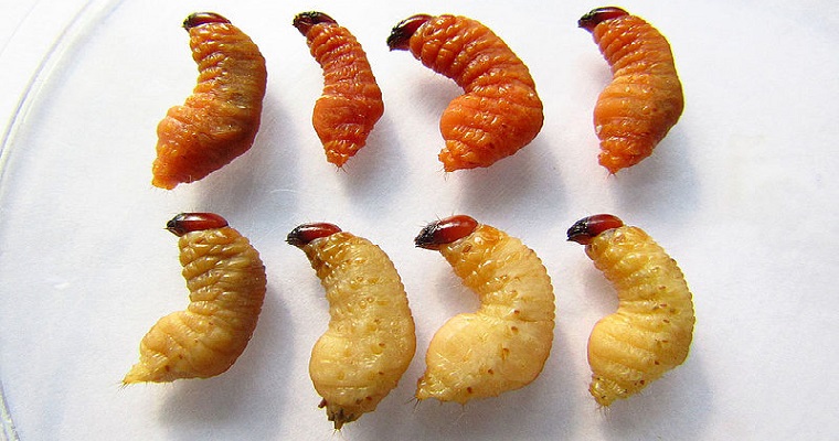 Microorganismos del suelo, controladores biológicos del picudo