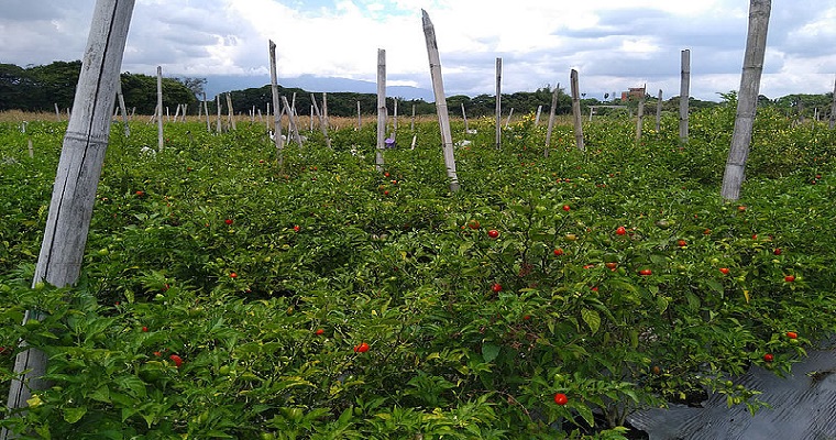 Nuevas líneas de ají picante, candidatas a registro ICA