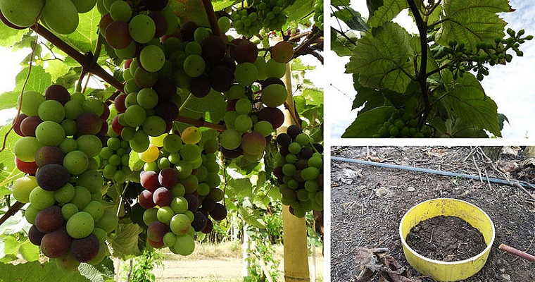 Cultivo de uva Isabella no necesita tanto nitrógeno