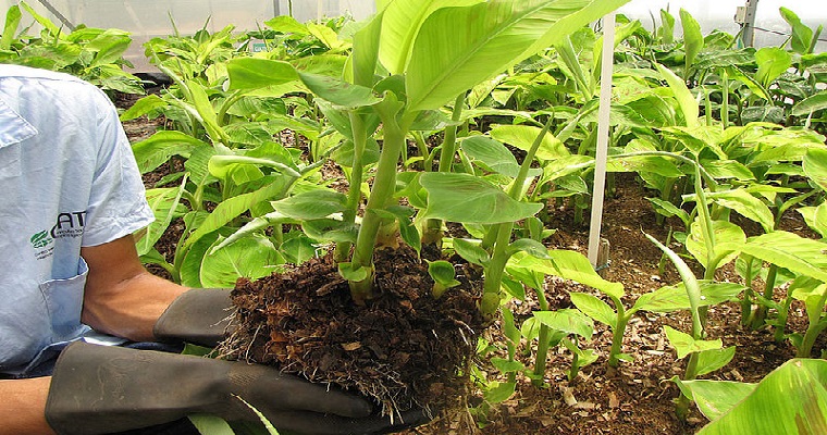 Semillas limpias se multiplican con cámara térmica