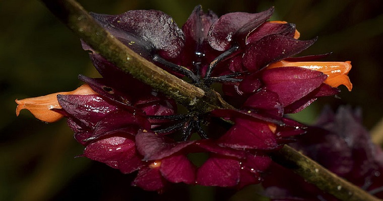 Descubren planta que protegería serranía del Pinche