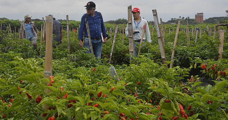 Transgénicos buscan un lugar en la agricultura sostenible