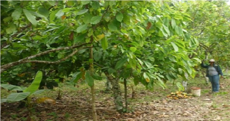 Guía para certificarse en Buenas Prácticas Agrícolas