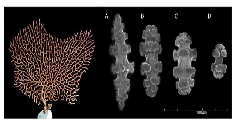 Algunos octocorales variarían según profundidad marina