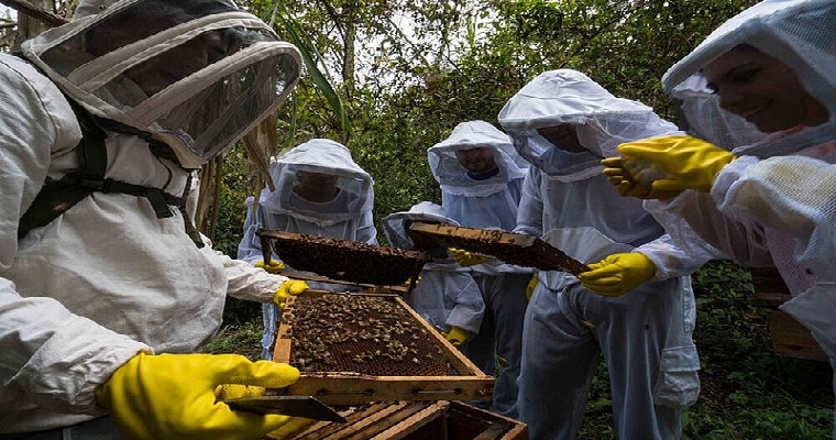 Abejas, agroemprendimiento de alto vuelo en Quipile