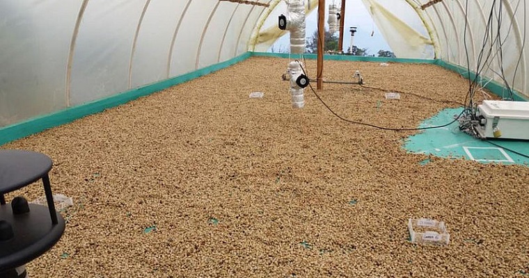Sabor del café se afectaría por secado del grano al sol