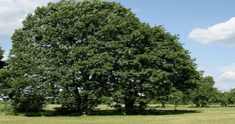 Entre 3 y 20 toneladas es la captura de carbono por hectárea con sistemas silvopastoriles