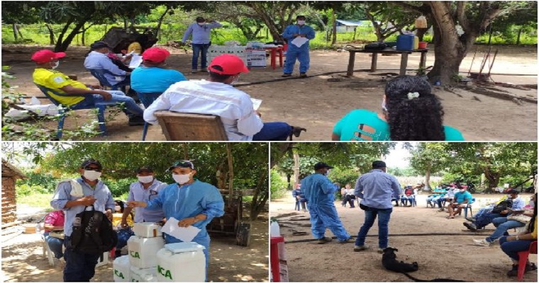 Productores del Cesar aprenden sobre el control del picudo en la palma de aceite