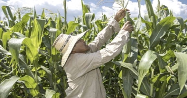 Minagricultura asignó $5.000 millones para coberturas de precios en maíz