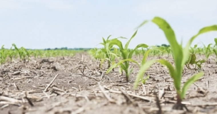 Se establecen las fechas para la siembra de maíz en Huila y Tolima